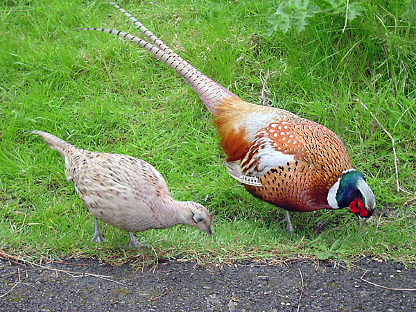 Common Pheasant