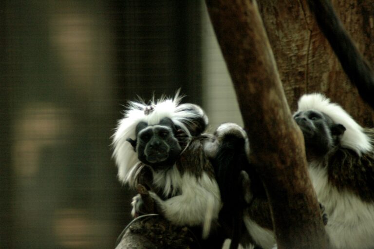 Cotton-top tamarin,
