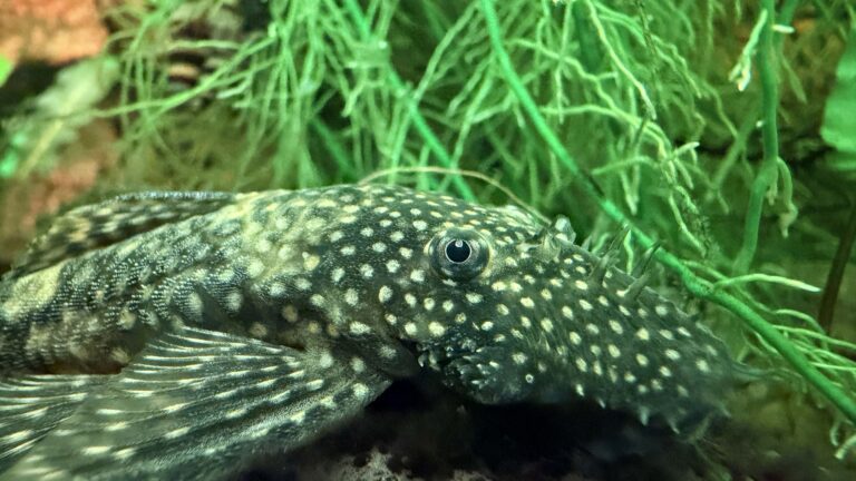 Bristlenose Pleco
