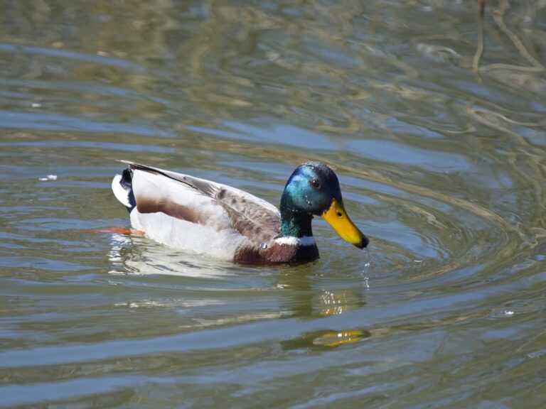 Mallard