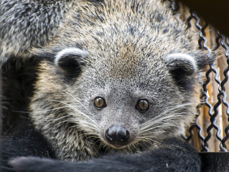 Binturong
