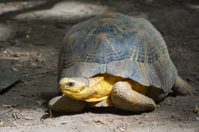 Radiated Tortoise,