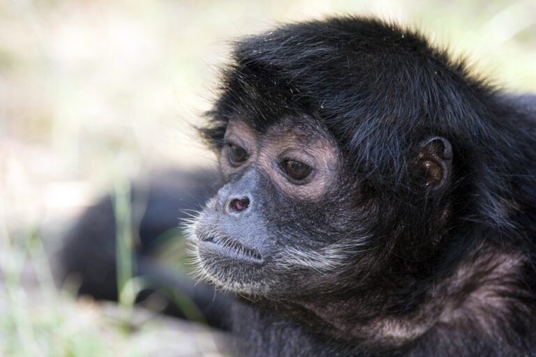 Colombian spider monkey,