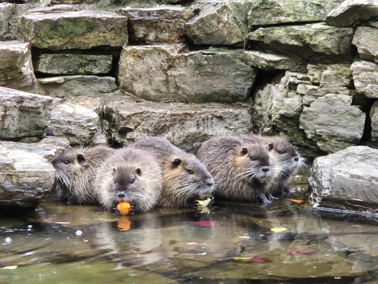 Nutriákkal osztoznak kifutójukon a mosómedvék