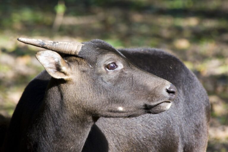 Lowland anoa,