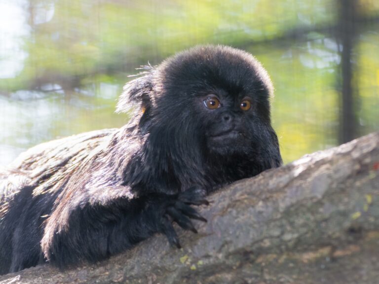 Goeldi’s marmoset,