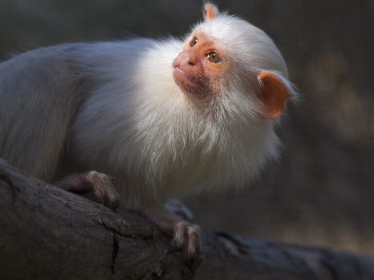 Silvery marmoset,
