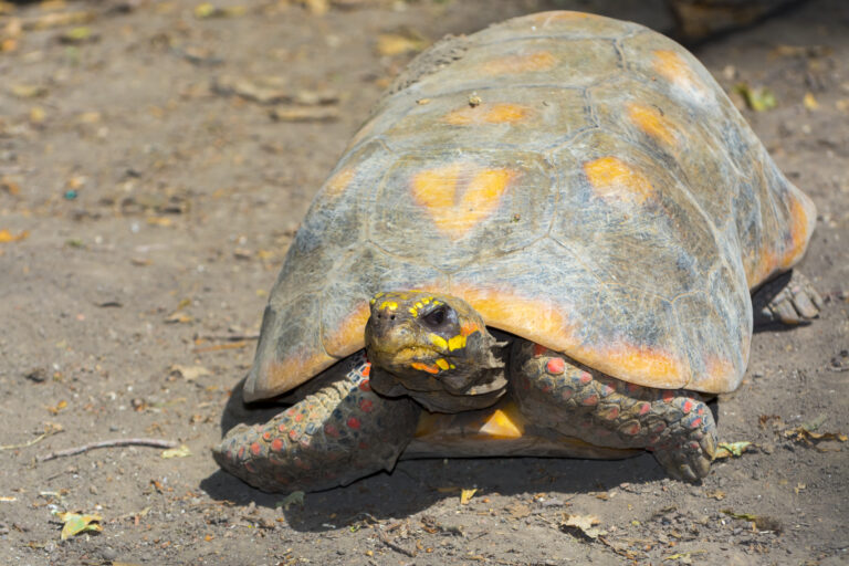 Red-footed tortoise