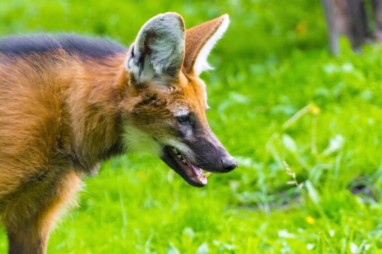 Maned wolf,