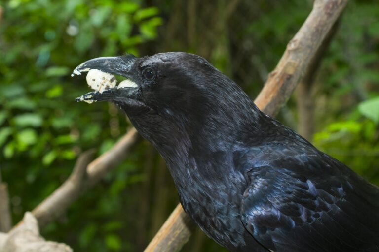 Raven,