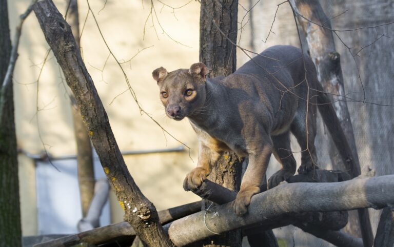 Fosa,