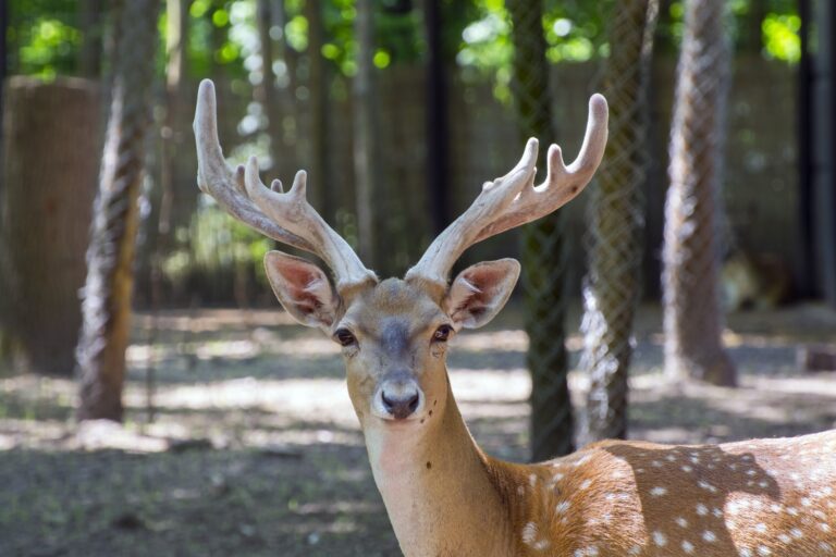 Persian fallow deer,