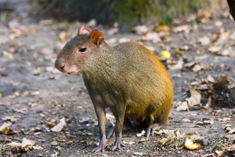 Brazilian agouti,