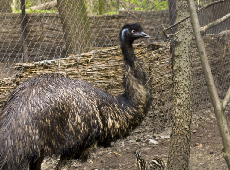 Emu