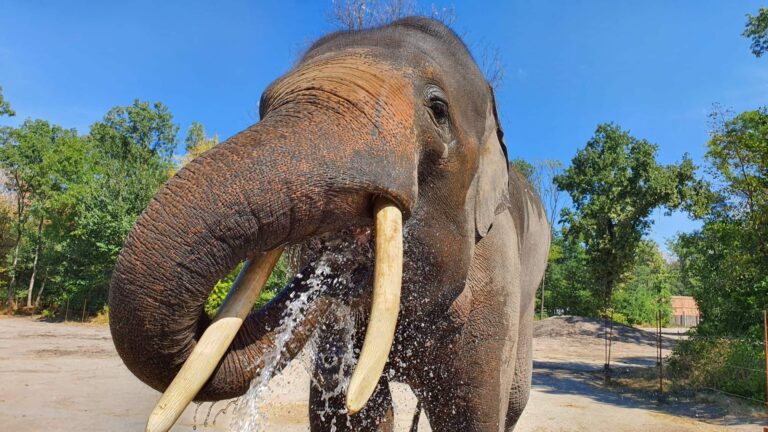 Asiatic elephant,