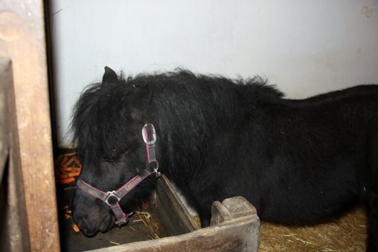 Horse,