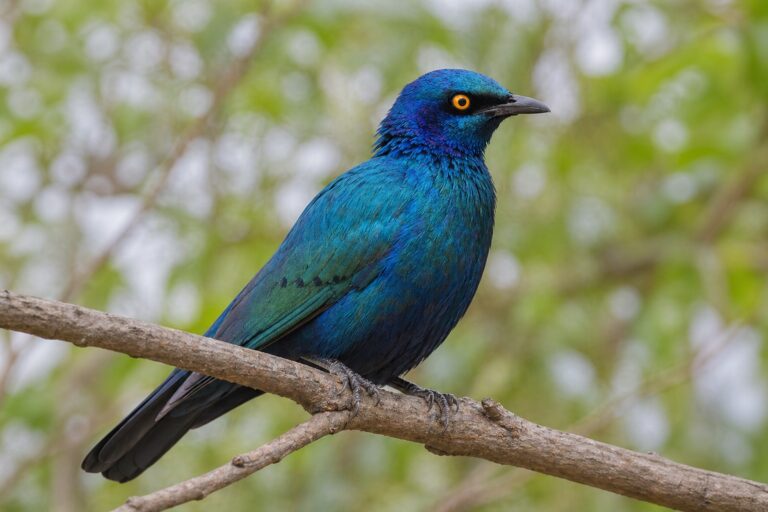 Greater Blue-eared Starling