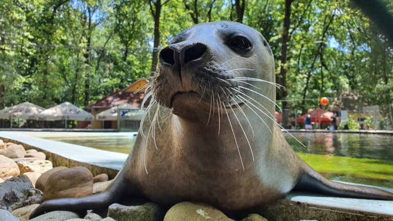 Harbour seal,