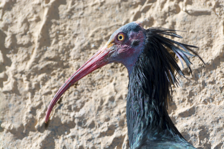 Ibis cu cap pleșuv nordic