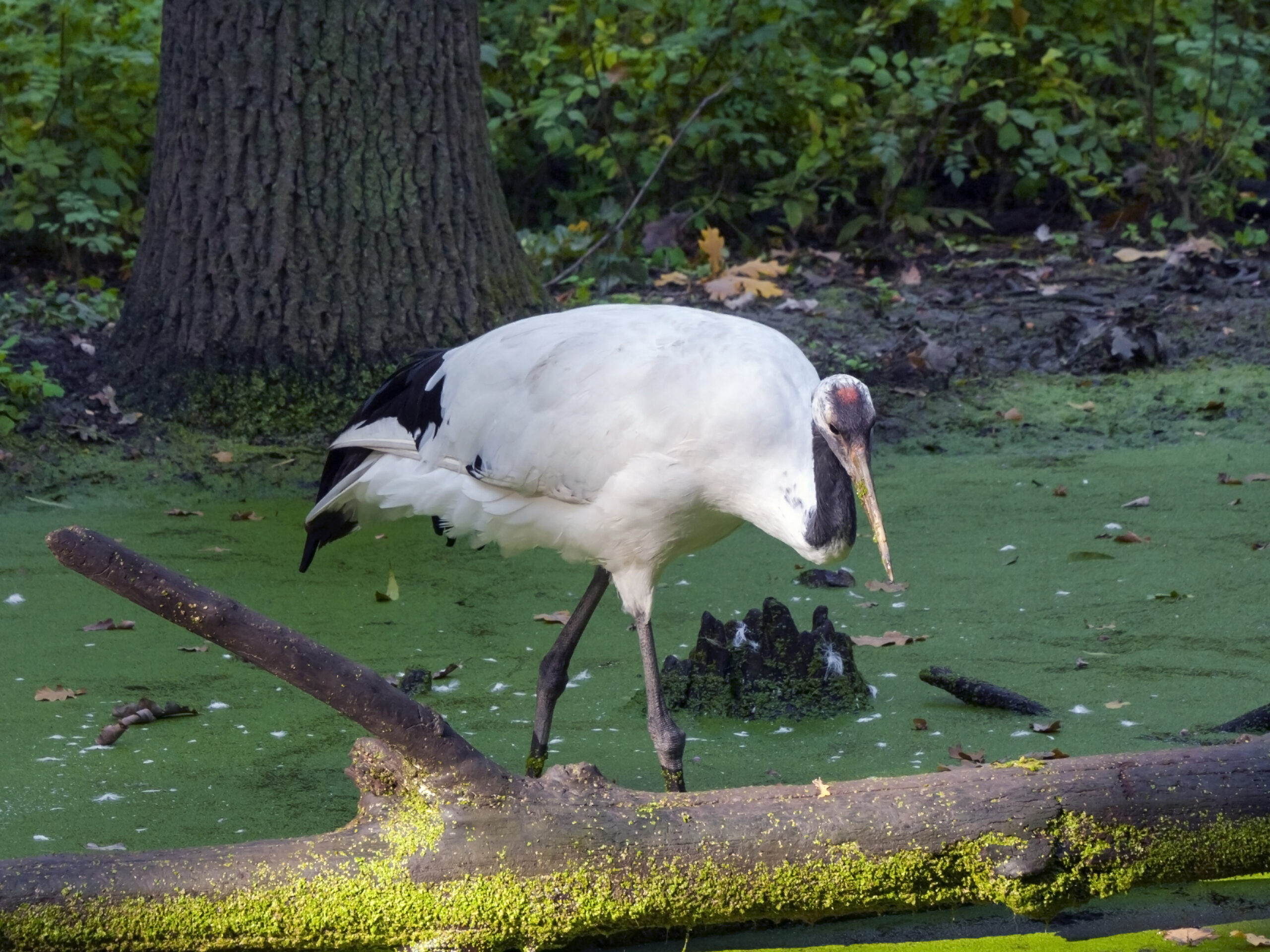 cocori様 Cocor japonez | Zoo Szeged
