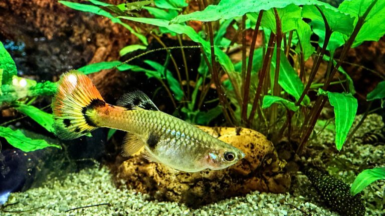 Guppy