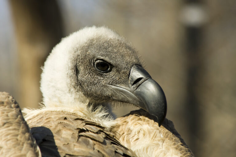 Vultur african cu spinarea albă
