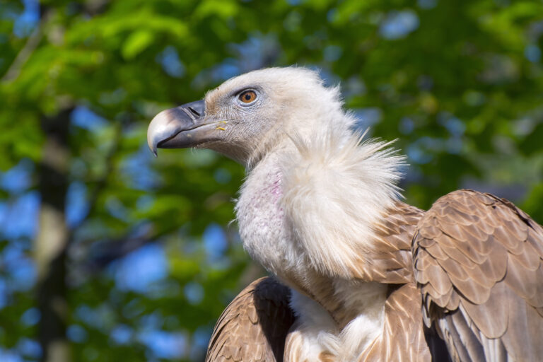 Vulturul pleșuv sur