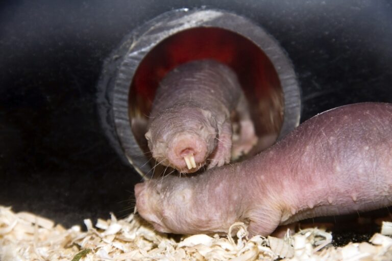 Naked mole rat,