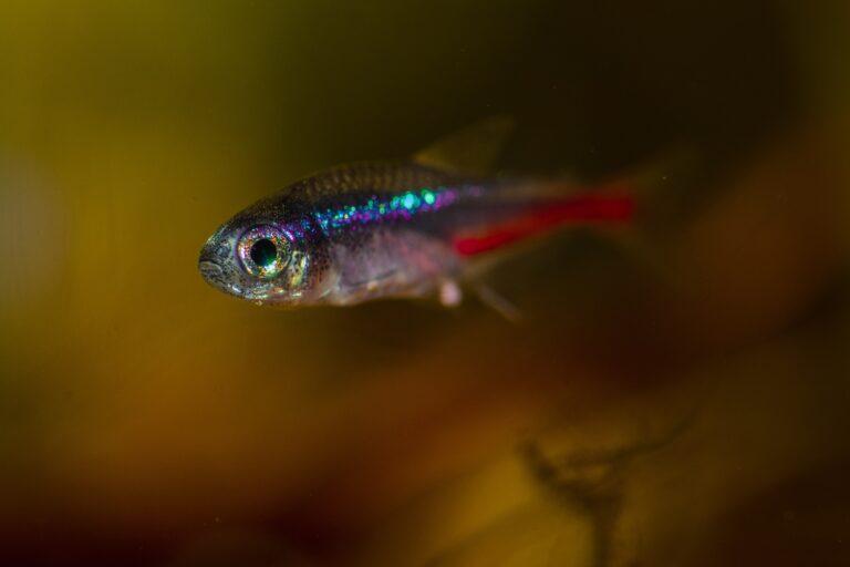 Neon Tetra