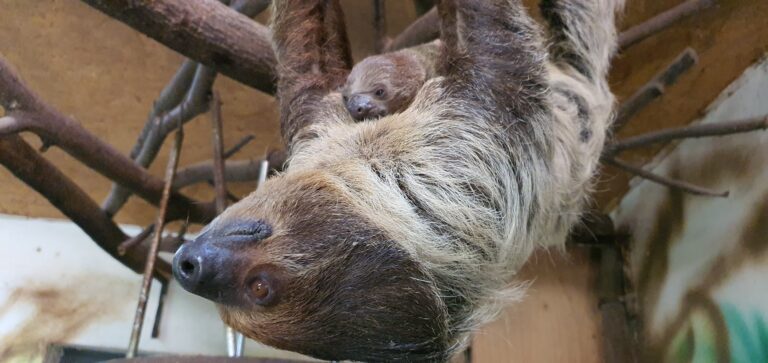 Linné’s two-toed sloth,
