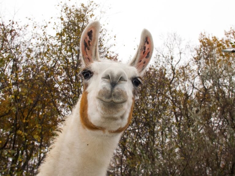 Llama,