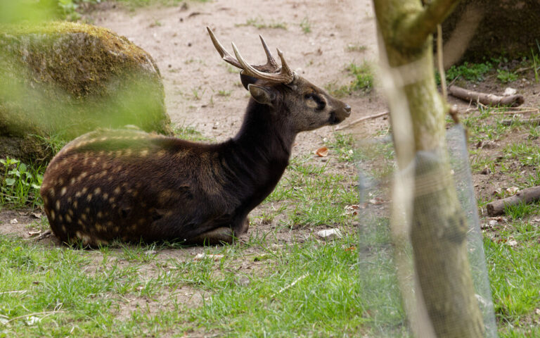 Philippine Spotted Deer