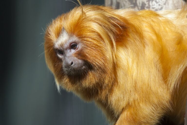 Golden lion tamarin,