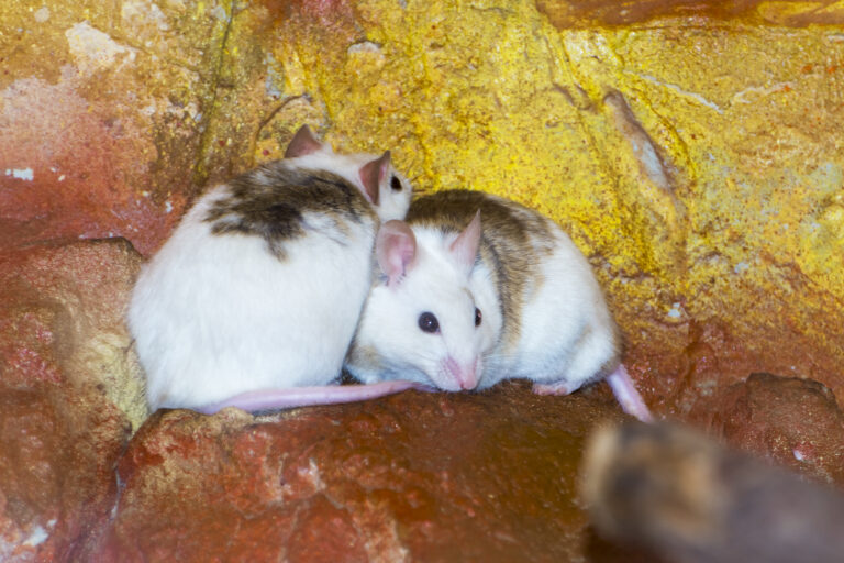 Natal multimammate mouse