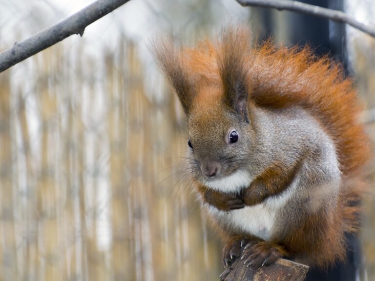 Eurasian red squirrel,