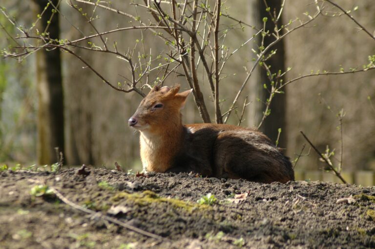 Kínai muntyákszarvas