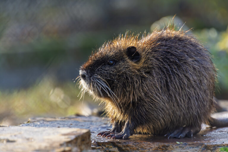 Nutria