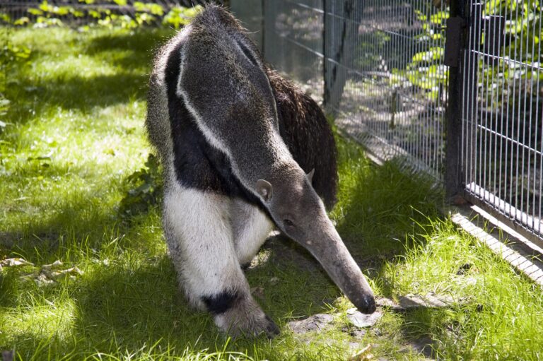 Giant anteater,