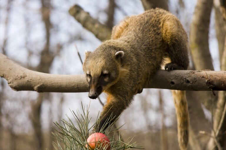 South American coati,