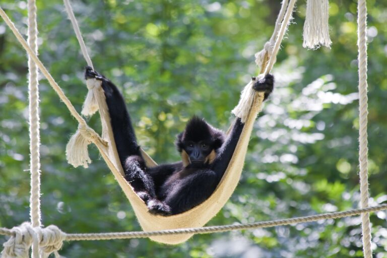 Yellow-cheeked gibbon,