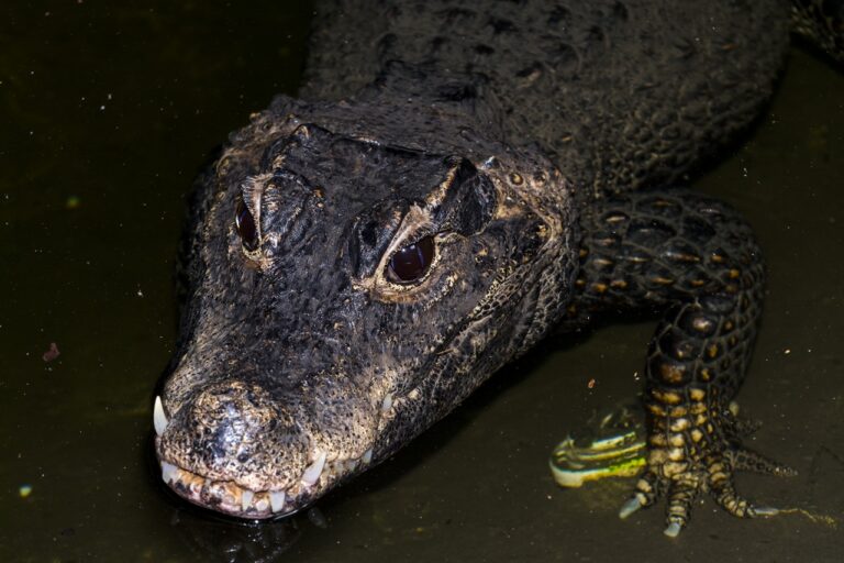 Dwarf crocodile,