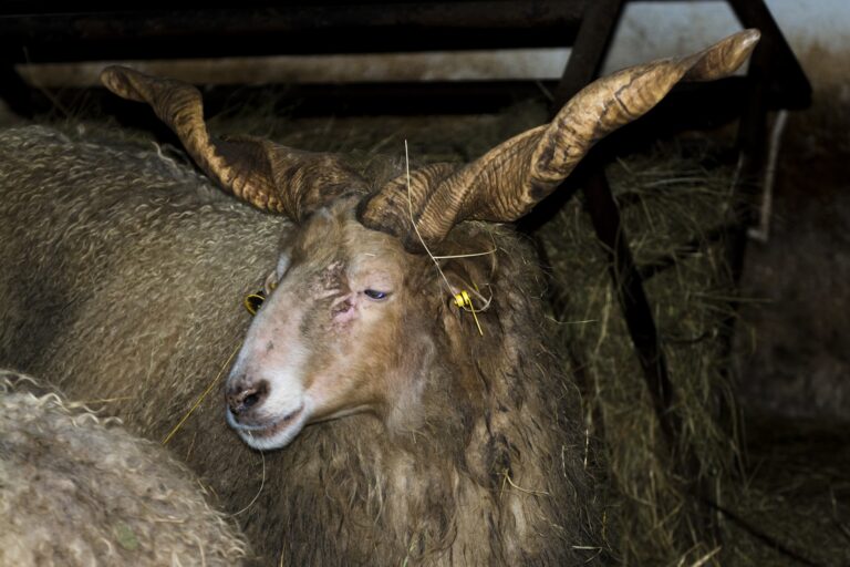 Sheep,