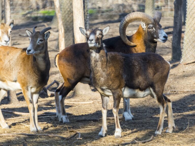 European mouflon,