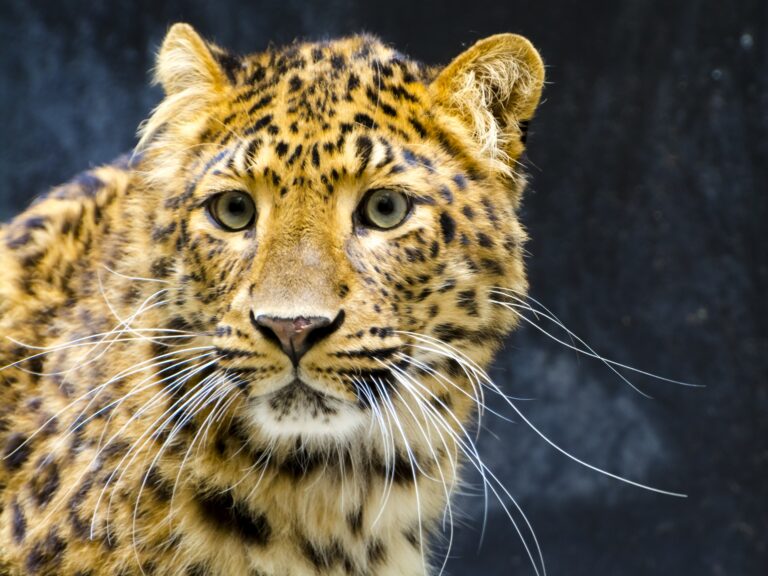 North Chinese Leopard