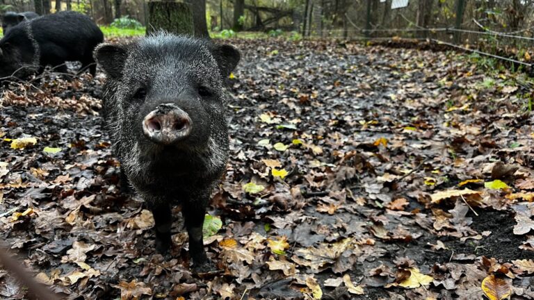 Collared Peccary,