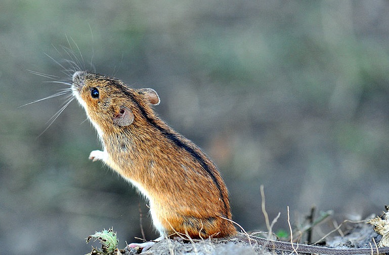 Striped Field Mouse,