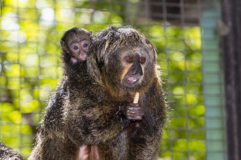 White-faced saki,