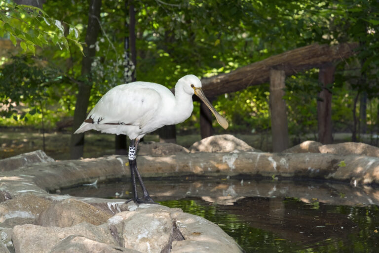 Eurasian spoonbill
