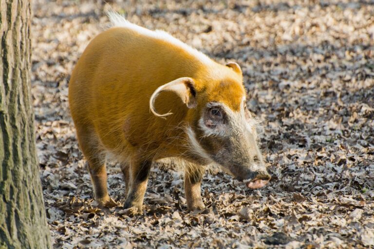 Red river hog,