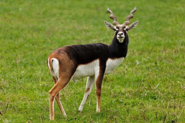 Blackbuck,